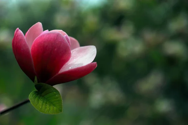 Close Shot Blooming Magnolia Flower — Stock Photo, Image