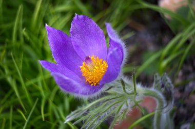 Güzel açan kır çiçeği, yakın çekim.