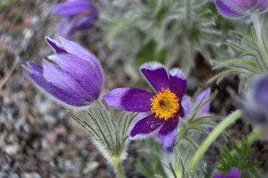 Güzel kır çiçekleri, yakın çekim.