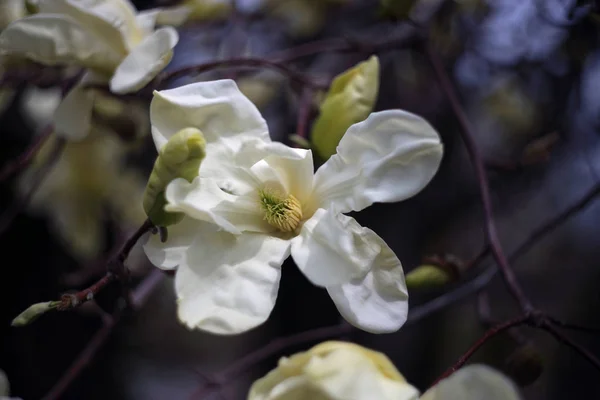Close Shot Blooming Flowers Tree — Stock Photo, Image