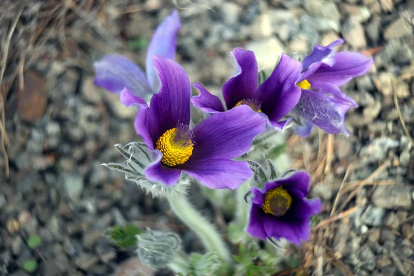 Bellissimi Fiori Selvatici Fiore Colpo Vicino — Foto Stock