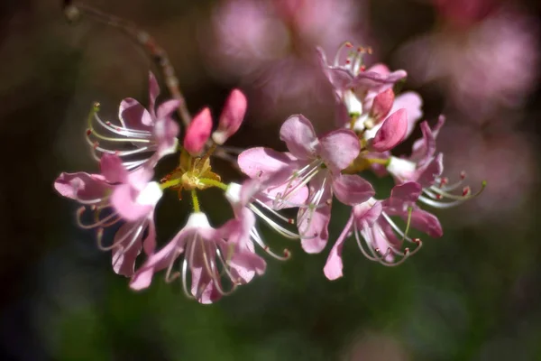 Zbliżenie Strzał Kwitnących Kwiatów Drzewie — Zdjęcie stockowe