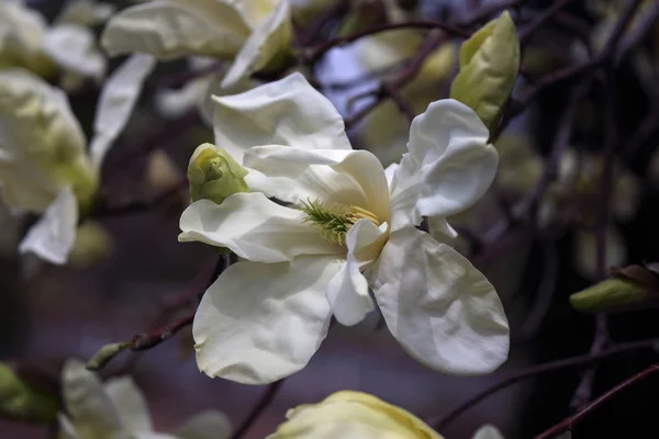 Крупним Планом Знімок Квітучих Квітів Дереві — стокове фото