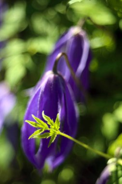 Güzel kır çiçekleri, yakın çekim.