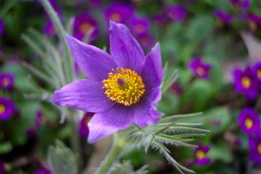 Bahçede çiçek açan, yakın çekim.