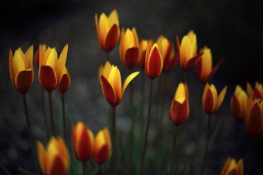 Güzel sarı laleler bahçede çiçek açıyor.