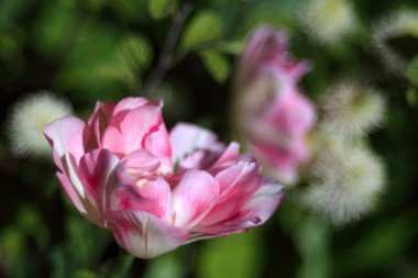 Pembe çiçek, yakın çekim.