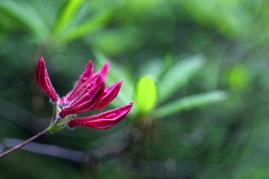 Bahçede çiçek açan, yakın çekim.