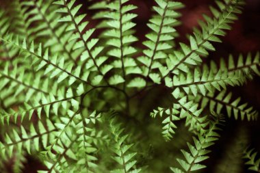 Taze eğrelti otu yaprakları, yakın çekim.