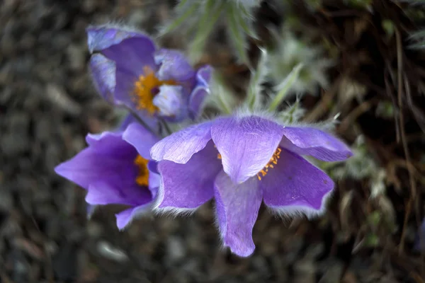 美しい野の花を咲かせ — ストック写真