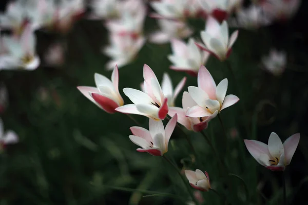 Piękne Eleganckie Białe Kwiaty Kwitnące Ogrodzie — Zdjęcie stockowe