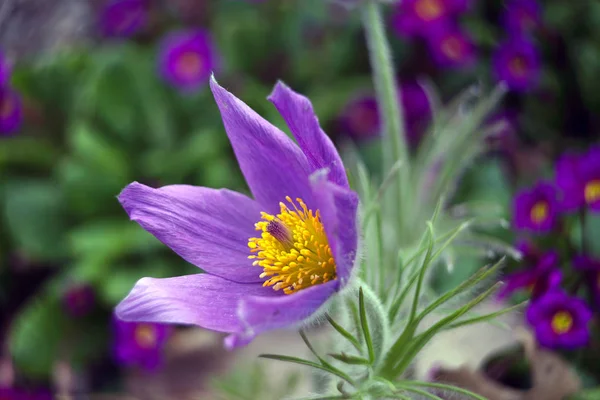 庭で花を咲かせ — ストック写真