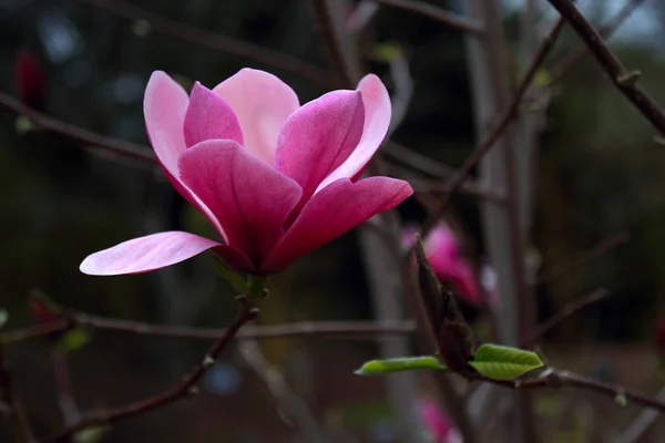 Close Shot Blooming Magnolia Flower — Stock Photo, Image