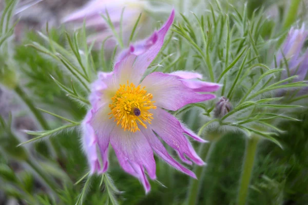 Roze Bloeiende Bloem Close Schot — Stockfoto