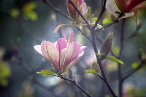 树上盛开的花朵的特写 — 图库照片