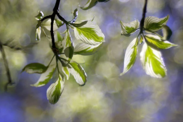Tree Branches Green Leaves Bright Sunlight — Stock Photo, Image
