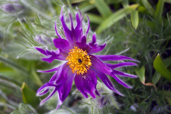 Bloeiende Bloem Tuin Close Schot — Stockfoto