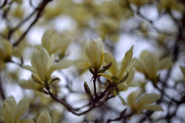 Close Shot Blooming Flowers Tree — Stock Photo, Image