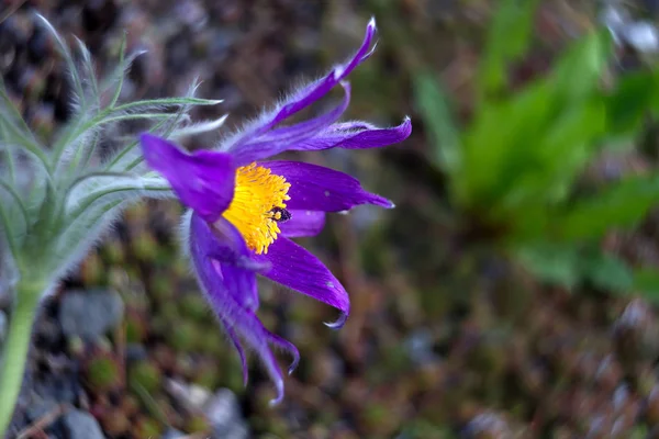 Fiore Fiorente Giardino Primo Piano Colpo — Foto Stock