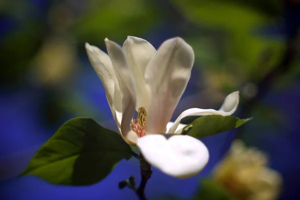 Biały Kwiat Drzewie Zbliżenie Strzał — Zdjęcie stockowe