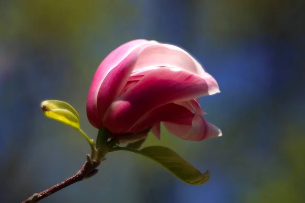 Pink Blooming Flower Close Shot — Stock Photo, Image