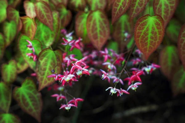 Bellissimi Fiori Selvatici Fiore Colpo Vicino — Foto Stock