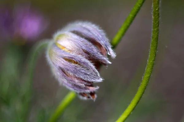 Bloeiende Bloem Tuin Close Schot — Stockfoto