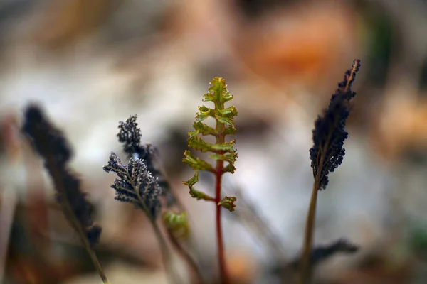 Fresh Fern Leaves Close Shot — Stock Photo, Image