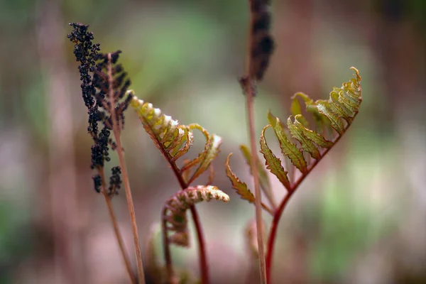 Fresh Fern Leaves Close Shot — Stock Photo, Image