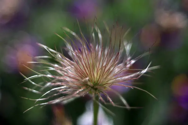 Virágzó Virág Kertben Közelkép — Stock Fotó