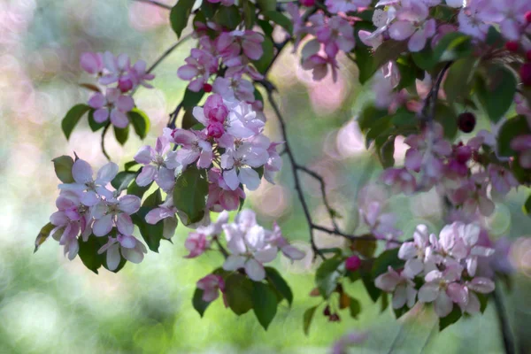 Flores Bonitas Florescendo Árvore Close Tiro — Fotografia de Stock