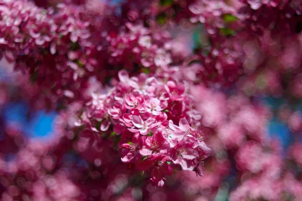 Flores Bonitas Florescendo Árvore Close Tiro — Fotografia de Stock