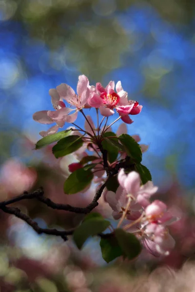 Flores Bonitas Florescendo Árvore Close Tiro — Fotografia de Stock