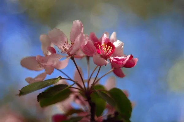 Flores Bonitas Florescendo Árvore Close Tiro — Fotografia de Stock