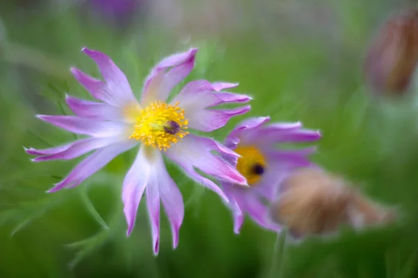 Blommande Blomma Trädgården Närbild Skott — Stockfoto