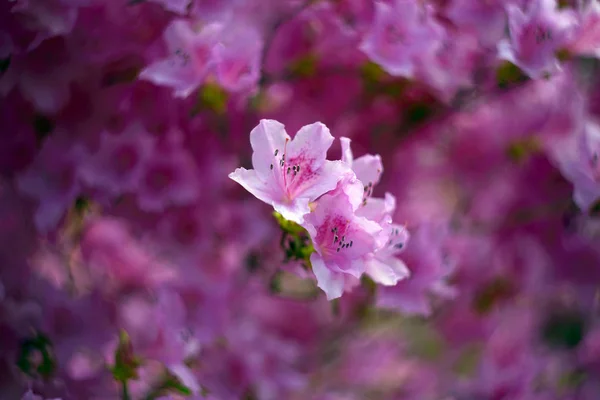 Flores Bonitas Florescendo Árvore Close Tiro — Fotografia de Stock