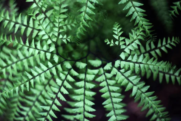 Fresh Fern Leaves Close Shot — Stock Photo, Image