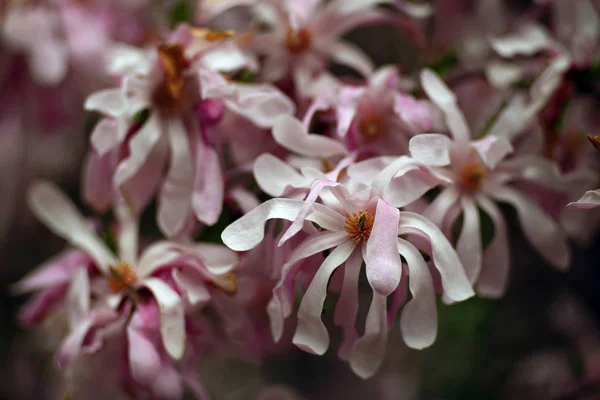Piękne Kwiaty Kwitnące Drzewie Zbliżenie Strzał — Zdjęcie stockowe