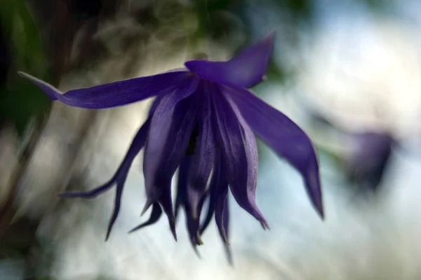 Blooming Flower Garden Close Shot — Stock Photo, Image