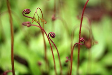 Kırmızı bukleli bitki sapları, yakın çekim