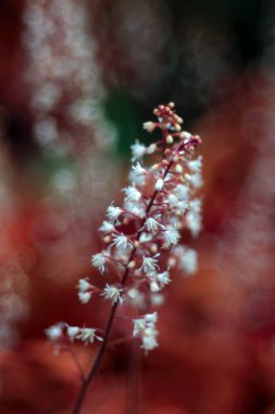 Bahçede çiçek açan, yakın çekim.