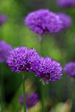 Güzel kır çiçekleri, yakın çekim.