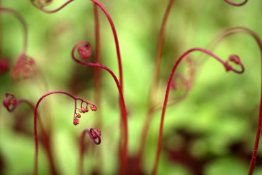 Kırmızı bukleli bitki sapları, yakın çekim