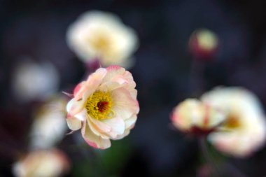 Bahçede çiçek açan, yakın çekim.