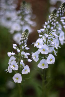 Güzel kır çiçekleri, yakın çekim.