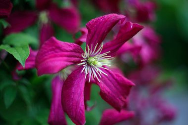 Bahçede çiçek açan, yakın çekim.
