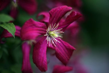 Bahçede çiçek açan, yakın çekim.