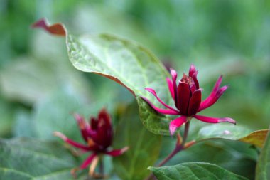 Güzel kır çiçekleri, yakın çekim.