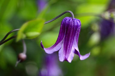 Bahçede çiçek açan, yakın çekim.
