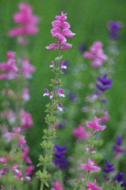 Güzel kır çiçekleri, yakın çekim.